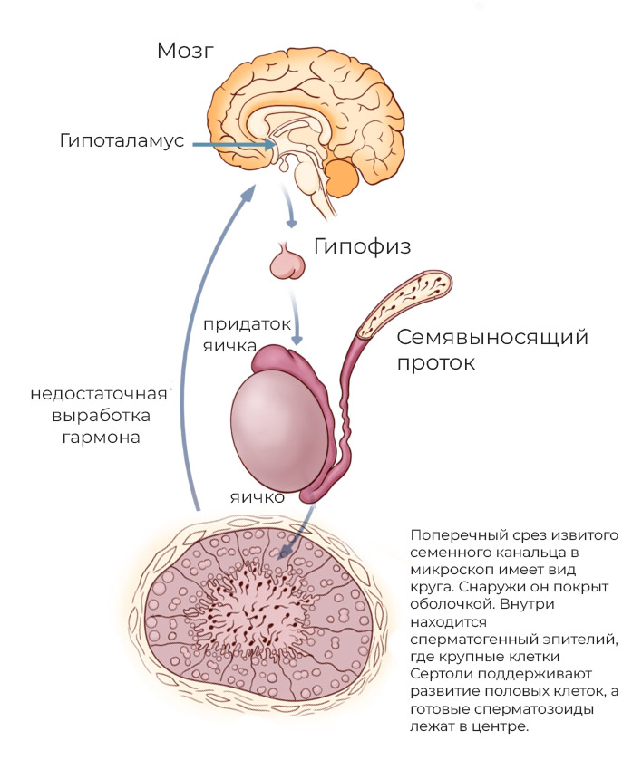 Гипогонадизм — ось гипоталамус-гипофиз-яички и механизм выработки тестостерона